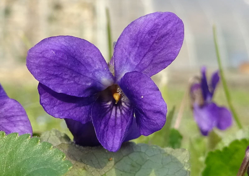 Viola odorata - Violaceae